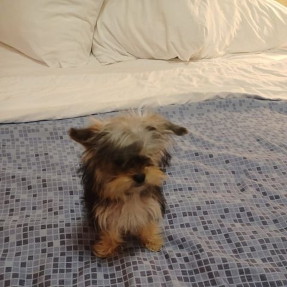 Meet your Posher, Ava - Picture 1 of 1